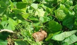 土瓜图片怎么吃