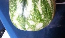 吃瓜可以问什么,从娱乐八卦到生活琐事