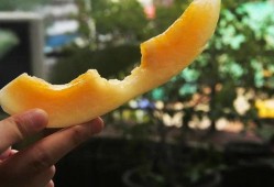 爱好者吃瓜,揭秘爱好者们的“吃瓜”世界