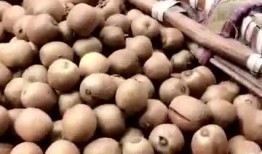 带你吃瓜野生东西,野生瓜果的奇妙世界