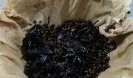 吃瓜大料6,娱乐圈幕后真相大曝光