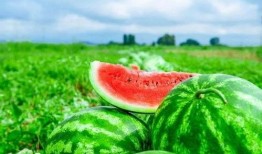 吃瓜张照洋,揭秘娱乐圈背后的故事