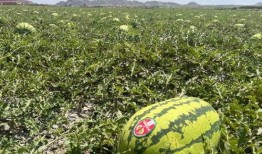 瓜哥吃瓜说新闻,揭秘热点事件背后的真相