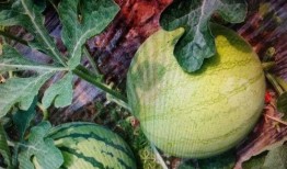 不见当年吃瓜人