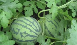 三道沟吃瓜,夏日消暑美食之旅