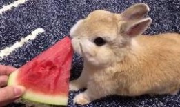 兔家吃瓜,揭秘娱乐圈那些不为人知的幕后故事