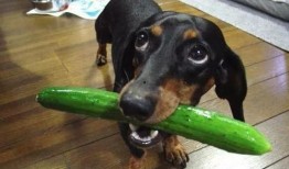 瓜头狗可以吃吗