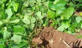 土瓜图片怎么吃