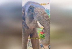 吃瓜大象视频大全,趣味视频大盘点，笑料横生瞬间回顾