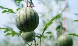 吃瓜风,吃瓜群众眼中的明星幕后故事