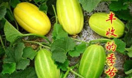 魏庄镇吃瓜,夏日炎炎，吃瓜群众欢乐多