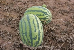 贵州吃的小瓜,小瓜美食之旅