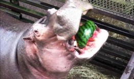 河马吃不吃瓜,揭秘河马饮食习惯