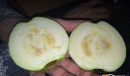 吃哈密瓜照,哈密瓜映照下的夏日美味时光