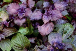 吃瓜紫苏,揭秘网络红人的魅力与争议