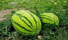 本土吃瓜,揭秘民间趣味与社交现象