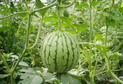 重庆美杜莎吃瓜事件,一场网络狂欢背后的真相揭秘