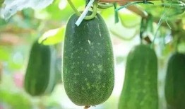 吃瓜能祛湿热吗怎么吃,吃瓜祛湿热，这样做最有效