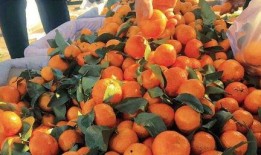 白吊瓜立春可以吃吗