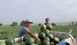 首山镇吃瓜,瓜香四溢，品味夏日田园风情