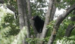 熊猎吃瓜,揭秘动物界的趣味食事