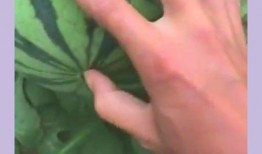 吃瓜穿戴甲,时尚与实用的穿戴甲新潮流