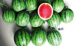 最近南宁吃瓜事件,一场网络热议背后的真相与反思