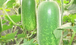 吃瓜网167,娱乐圈幕后真相大曝光！