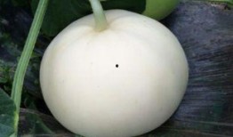 吃梨瓜会解药吗,传说中的解药之谜