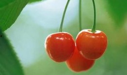 吃瓜樱桃事件视频,一场网络热议的真相揭秘