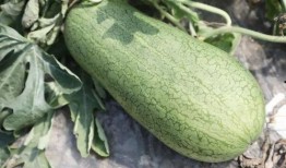 都在哪吃的瓜,“都在哪吃的瓜”背后的故事与真相