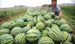 瓜农胖白白 吃瓜,吃瓜乐趣多，瓜香四溢话丰收