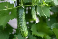 吃瓜音乐推荐,吃瓜音乐推荐带你领略多元音乐风格