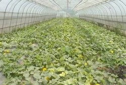 月月带你吃瓜,尽享味蕾盛宴