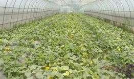 月月带你吃瓜,尽享味蕾盛宴