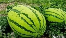 文登师范吃瓜,揭秘校园里的那些事儿