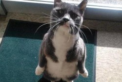 带你吃瓜猫手办,萌态可掬，趣味横生