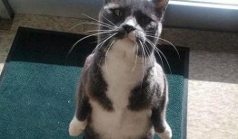 带你吃瓜猫手办,萌态可掬，趣味横生