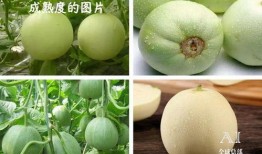 福树瓜怎么吃,解锁美味新体验