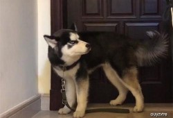 哈士奇悄悄吃瓜,萌态十足引网友爆笑