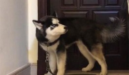 哈士奇悄悄吃瓜,萌态十足引网友爆笑