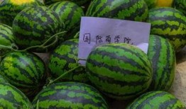 学校校园吃瓜,揭秘校园里的那些“秘密”趣事