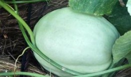 杜瓜叶子可以吃吗,探索杜瓜叶子的食用价值与食用方法