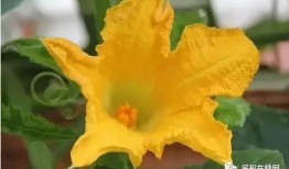 民权县吃瓜,探寻当地特色美食之旅