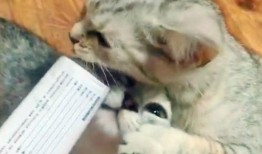 猫哥吃瓜,揭秘娱乐圈那些不为人知的幕后故事