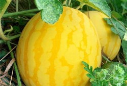 海经吃瓜,揭秘娱乐圈的“吃瓜”真相