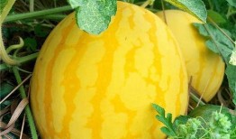 海经吃瓜,揭秘娱乐圈的“吃瓜”真相