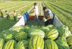 兜儿吃瓜图,揭秘娱乐圈幕后故事