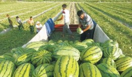 兜儿吃瓜图,揭秘娱乐圈幕后故事