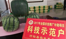 佛瓜干怎么吃,解锁美味新境界